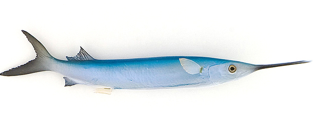 Click to zoom Ballyhoo Baitfish mount