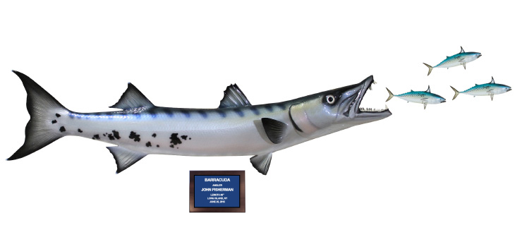Click to zoom Barracuda and bonito action scene