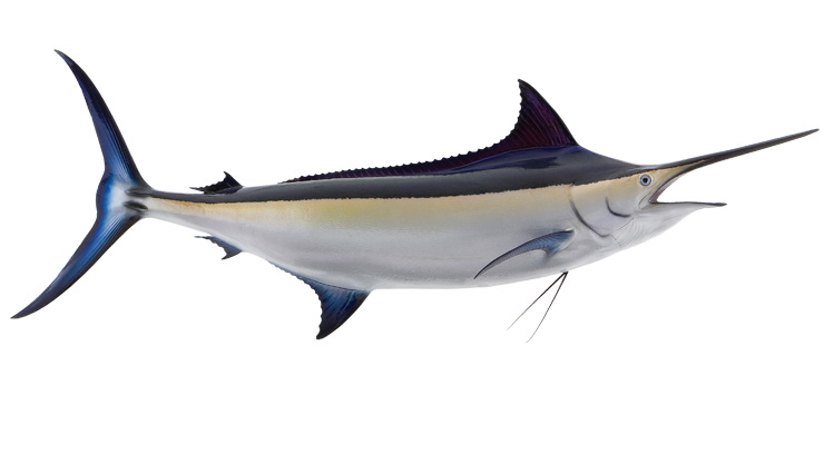 Black Marlin Fishmount