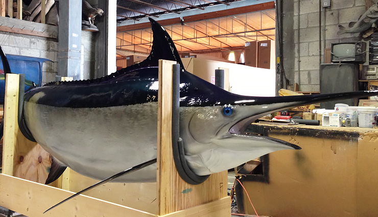 Black Marlin fish Replica at the shops of Gray Taxidermy