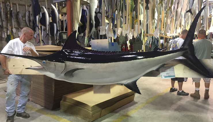 Black Marlin fish Replica at the shops of Gray Taxidermy