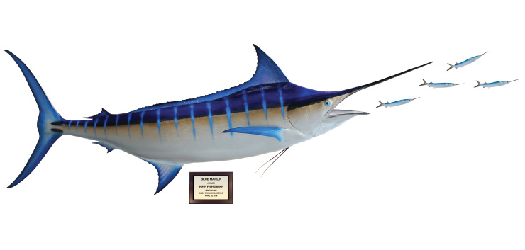 Click to zoom Blue Marlin and Ballyhoo action scene