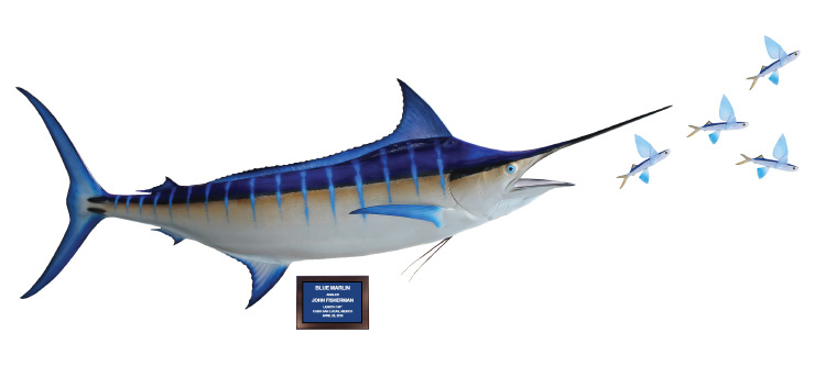 Click to zoom Blue Marlin and Flyingfish action scene