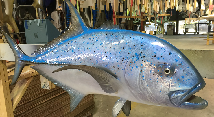 Bluefin Trevally Bluefin Trevally