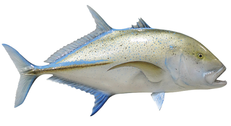 Click to zoom Bluefin Trevally