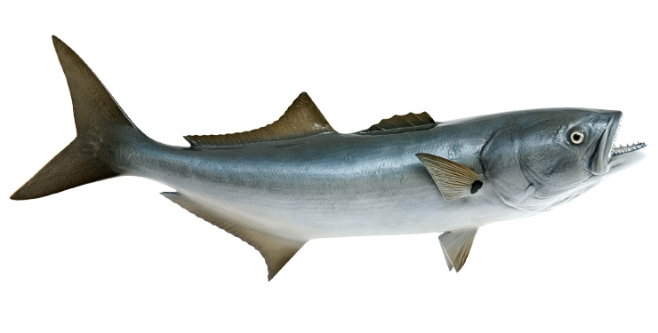 Click to zoom Bluefish Fishmount