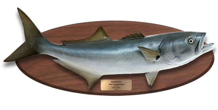 Bluefish replica on wood plaque Bluefish mount on wood plaque