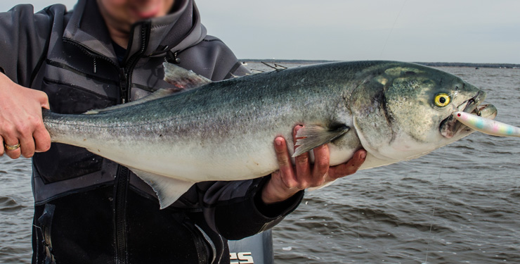 Bluefish catch Bluefish caught