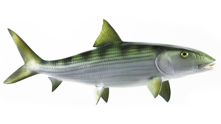 Click to zoom Bonefish mount