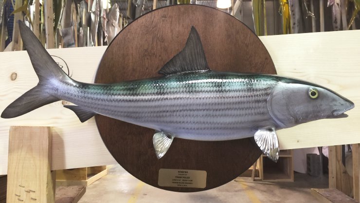 Bonefish trophy on wood plaque at Gray Taxidermy Bonefish Wood Plaque mount at Gray Taxidermy