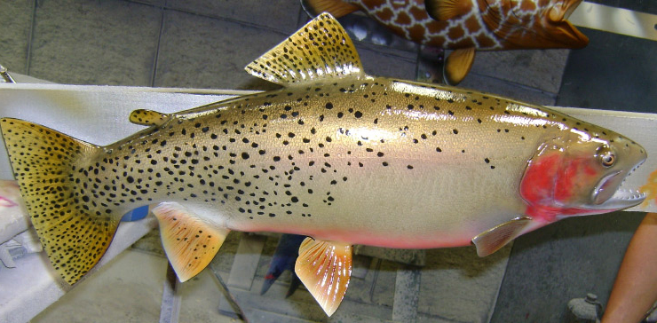 Brown Trout mount at Gray Taxidermy