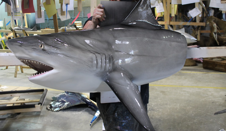 Bull Shark Headmount trophy Bull Shark Headmount