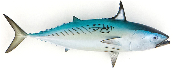 Click to zoom Bullet Bonito Baitfish mount