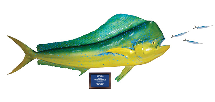 Click to zoom Dorado and bonito action scene