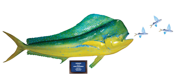 Click to zoom Dorado and flyingfish action scene