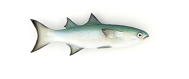 Click to zoom Finger Mullet Baitfish mount