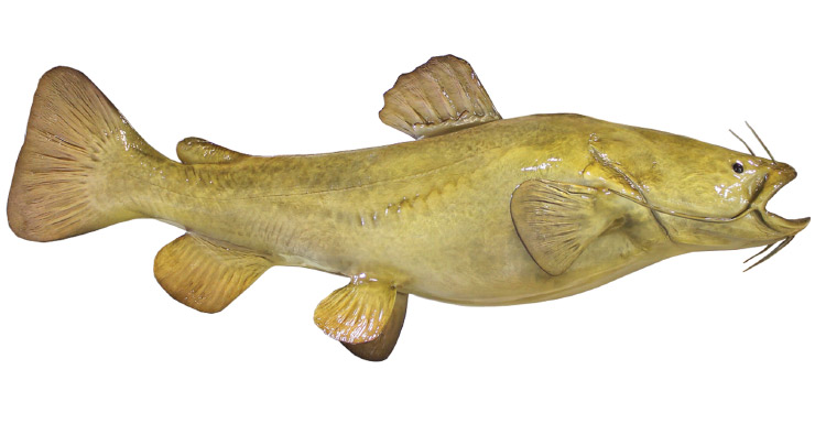 Flathead Catfish release mount Flathead Catfish fishmount