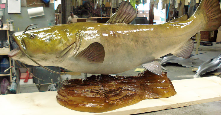 Flathead Catfish trophy on wood plaque Flathead Catfish Fishmount on wood plaque