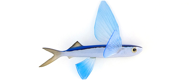 Click to zoom Flyinefish Baitfish mount
