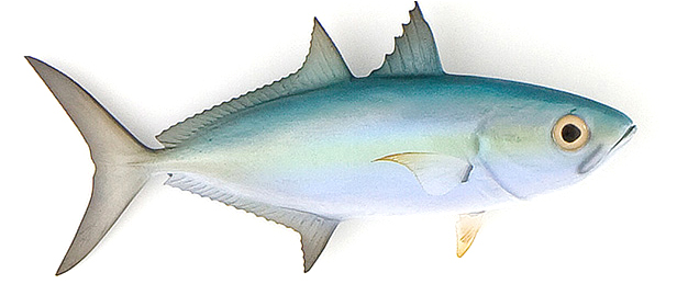 Click to zoom Goggeleye Baitfish mount