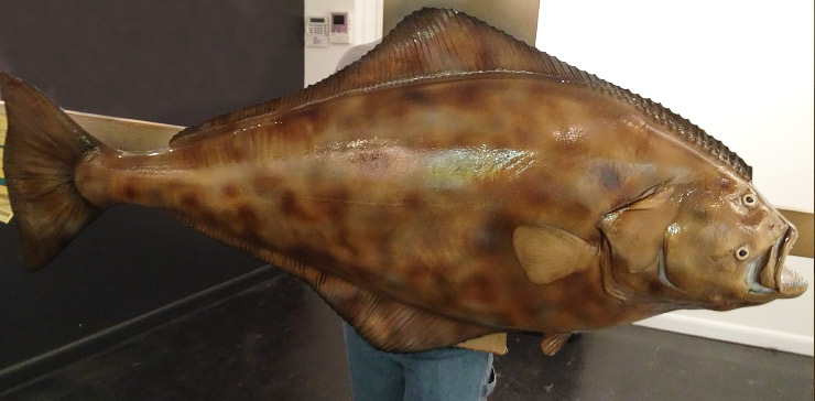 Halibut Fish Trophy Halibut Fishmount