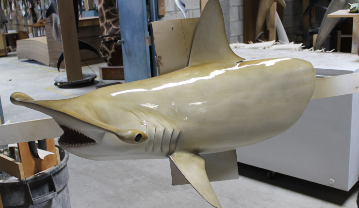 Hammerhead Shark Head Mount Hammerhead Shark Head Mount