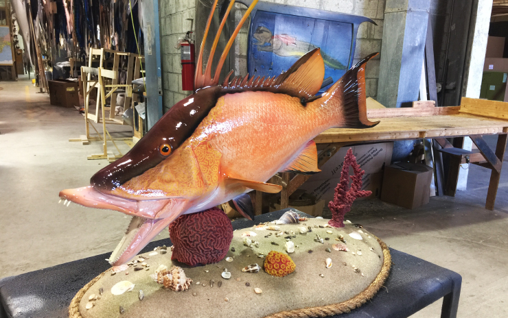 Hogfish ocean base replica Hogfish ocean base fishmount