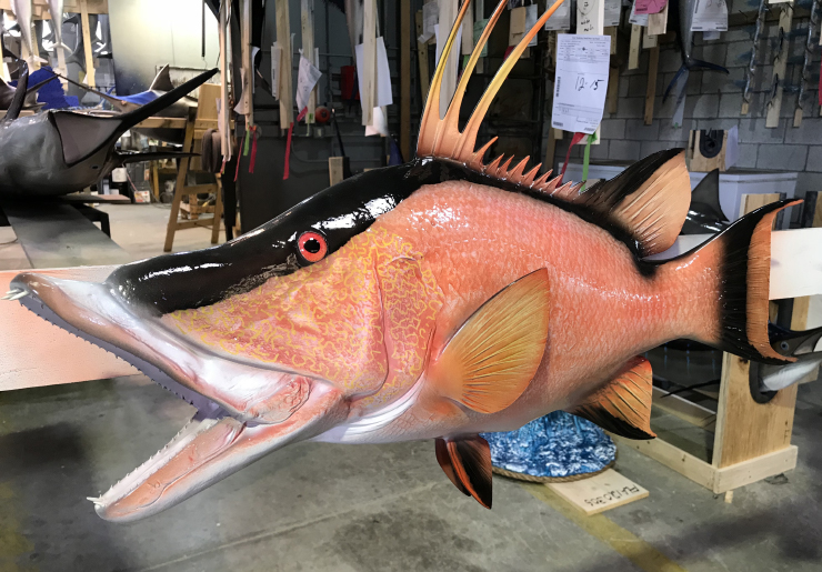 Hogfish cusom Custom Hogfish mount