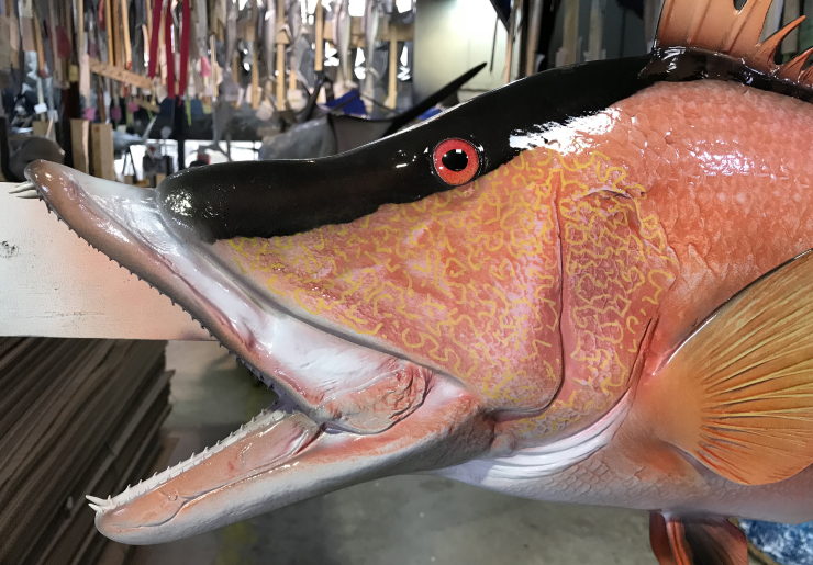 Hogfish replica on wood plaque Hogfish fishmount on wood plaque