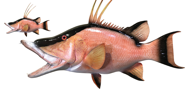 Click to zoom Hog fish Fish Replica