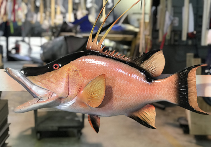 Hog Snapper fish replica Hog Snapper fish mount with baitfish