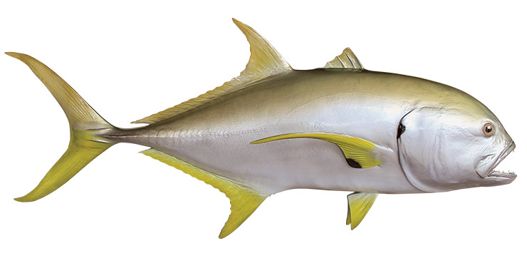 Jack Crevalle custom mount
