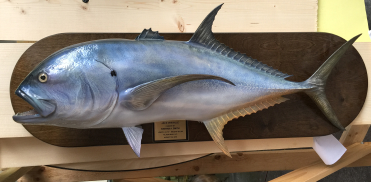 Jack Crevalle fishmount on wood plaque Jack Crevalle on wood plaque