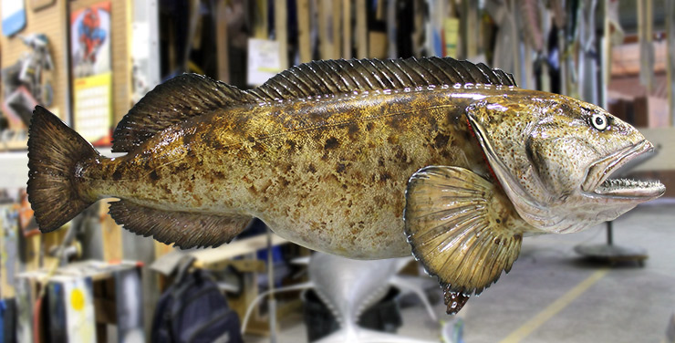Lingcod Fish replica Lingcod Fishmount