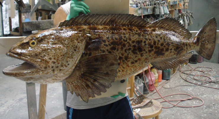 Lingcod Fish replica Lingcod Fishmount