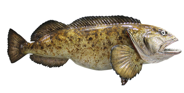 Click to zoom Lingcod Fishmount