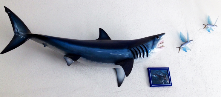 Mako Shark Mount with Flying fish baitfish MAko Shark with Flying fish baitfish