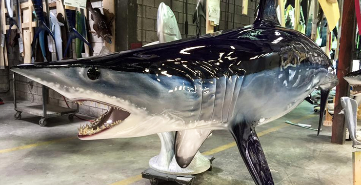 Mako Shark close up shot