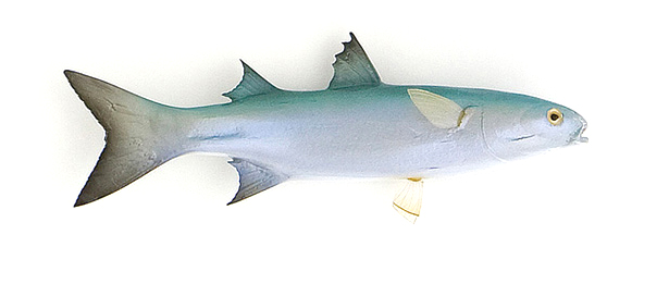 Click to zoom Mullet Baitfish mount