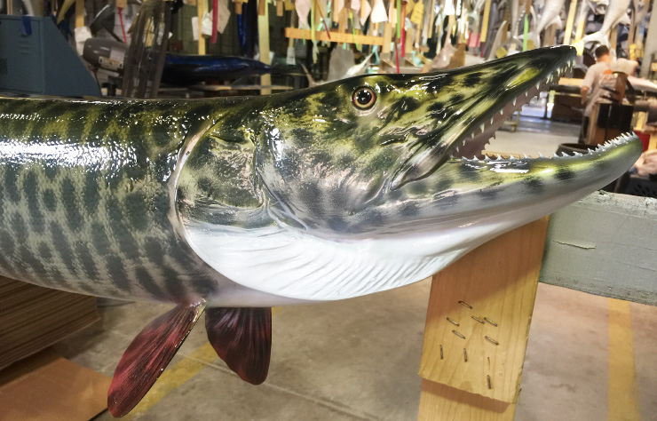 Muskie release mount Muskie fishmount