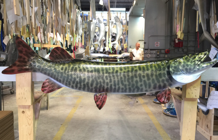 Muskie release mount Muskie fishmount