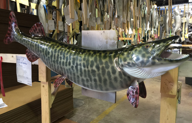 Muskie release mount Muskie fishmount