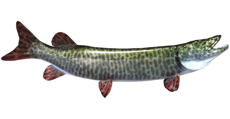 Muskie release mount Muskie fishmount