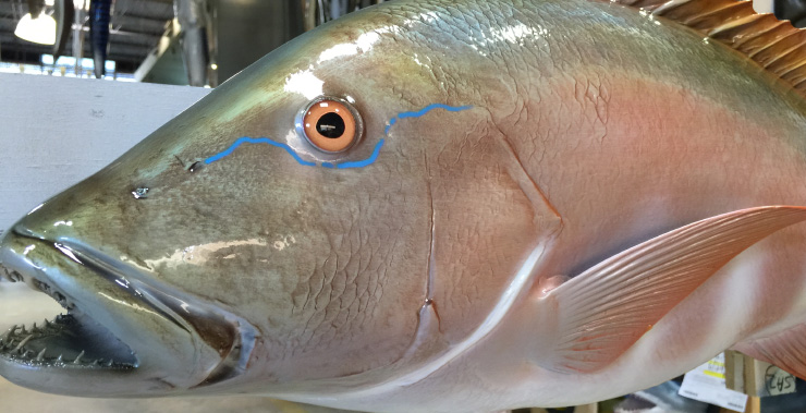 Mutton Snapper replica close up Mutton Snapper mount close up