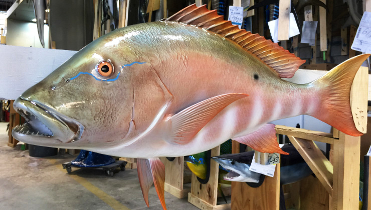 Custom Mutton Snapper reproduction Custom Mutton Snapper mount