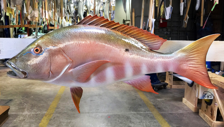 Custom Mutton Snapper replica wide Custom Mutton Snapper mount wide