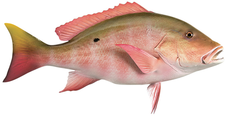 Click to zoom Mutton Snapper Fishmount