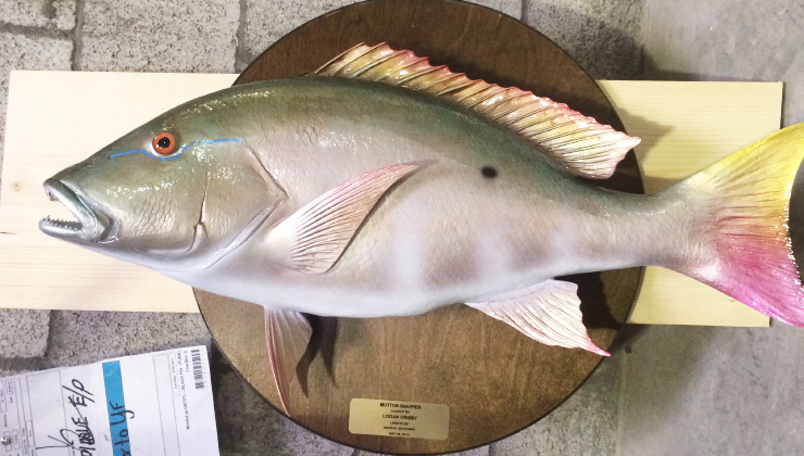 Mutton Snapper replica on wood plaque Mutton Snapper mount on wood plaque