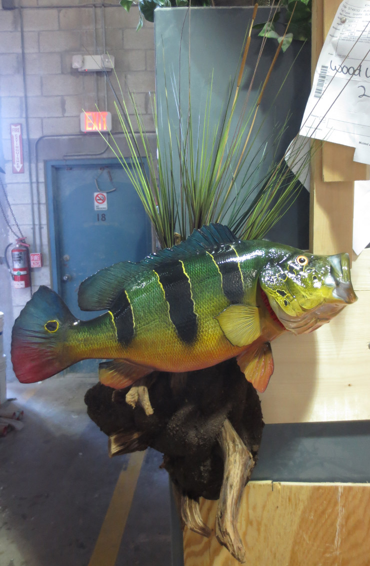 Peacock Bass release mount custom base Peacock Bass fishmount custom base
