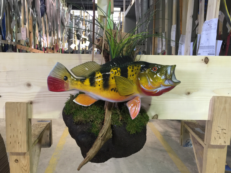 Peacock Bass release mount Peacock Bass fishmount